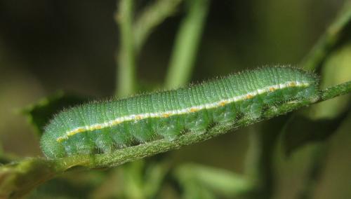 Réf. 307 581 : Colias hyale